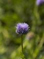 Globularia trichosantha-1 Kulnik włosokwiatowy